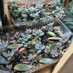 Propagating succulents - pack of 3